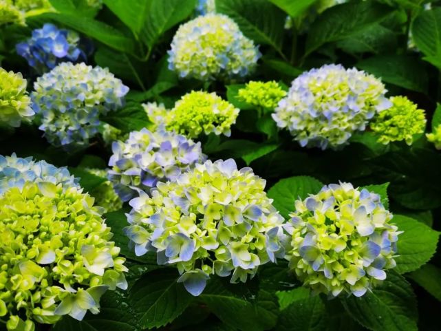 端阳佳节竞繁华,角黍堆盘映醽醁.