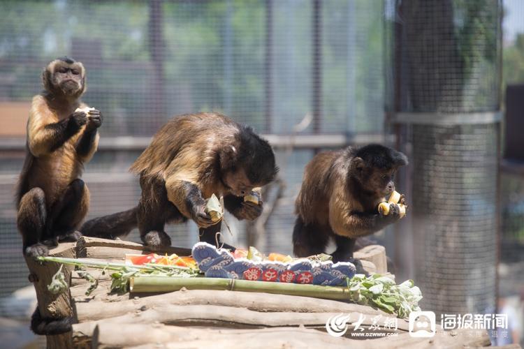 水果粽子竹筒飯濟南動物園給大熊貓老虎河馬們上新端午大餐