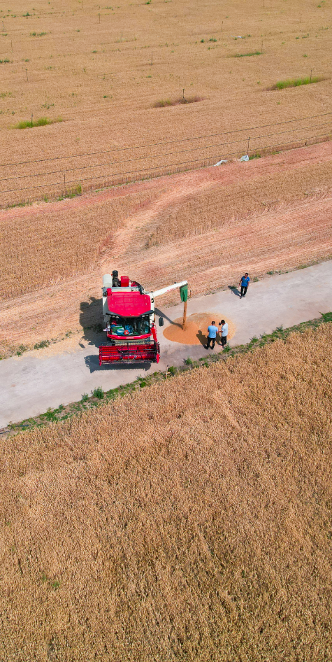 高清组图一打谷场的麦子