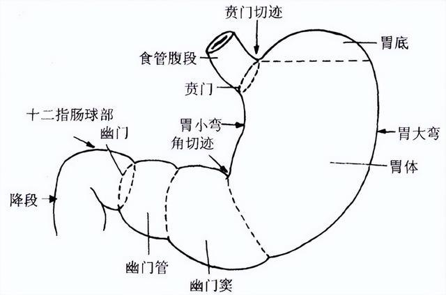 胃不好的人5種食物醫生勸你少吃這才是好的養胃早學早受益