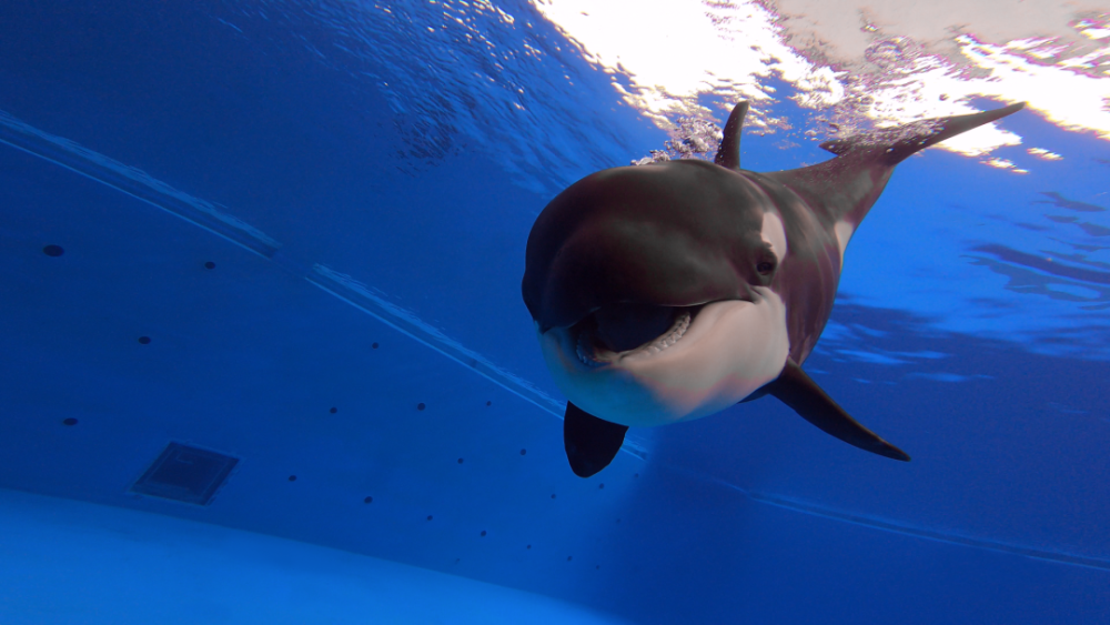 虎鲸宝宝朝你吐了吐舌头