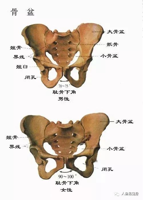 这就意味着男性可能会更容易有一个窄并且长的臀部肌肉形态.