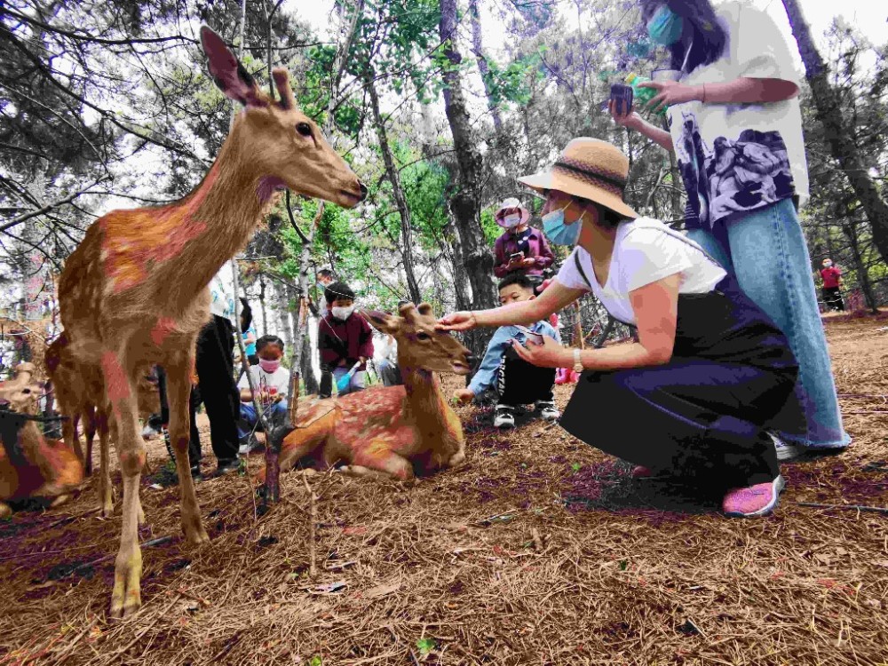 端午网红打卡地东丰养鹿官山园受热捧