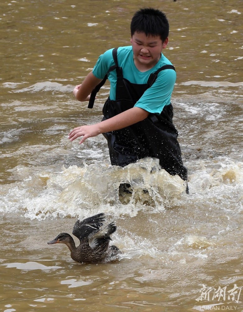 6月3日,端午佳节,长沙世界之窗举办抓鸭子活动,众多游客参与,欢度假日