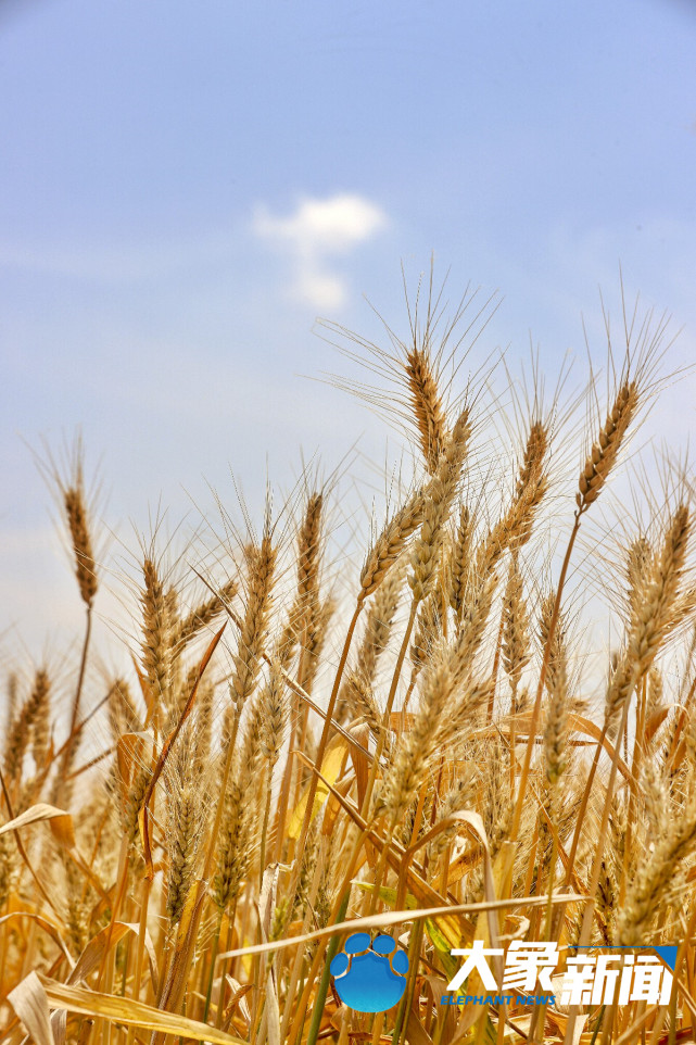 彩色麦浪美如画 丰收时节醉人心