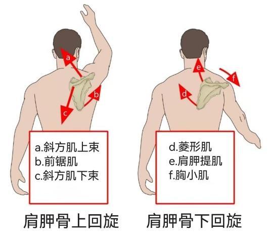 a斜方肌上束,b前鋸肌和c斜方肌下束;而導致肩胛骨下回旋的肌肉有d菱形