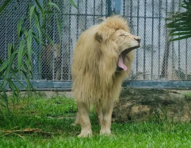 齐刘海的狮子很呆萌卷发的狮子也不错