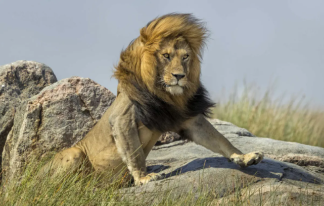 齐刘海的狮子很呆萌卷发的狮子也不错