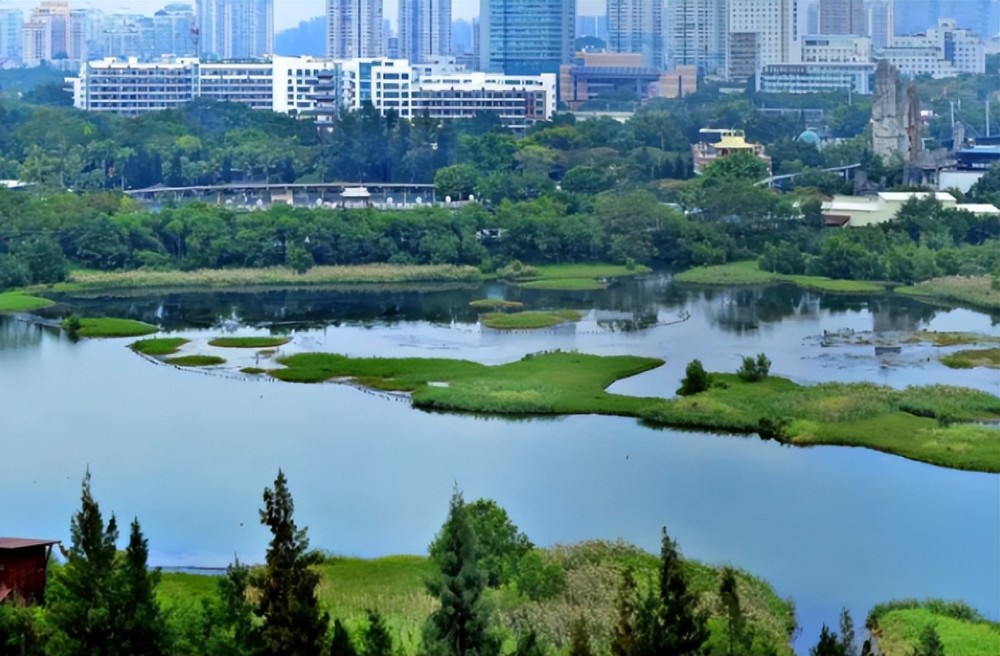 湿地保护法护航生物多样性深圳福田红树林湿地启动国际重要湿地申报