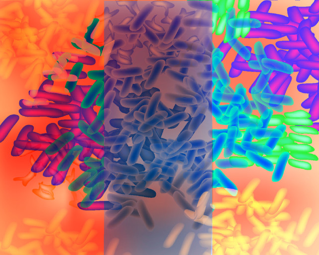 自然综述详解akk菌有益肠菌中的新星