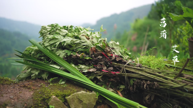 松阳端午茶功效图片