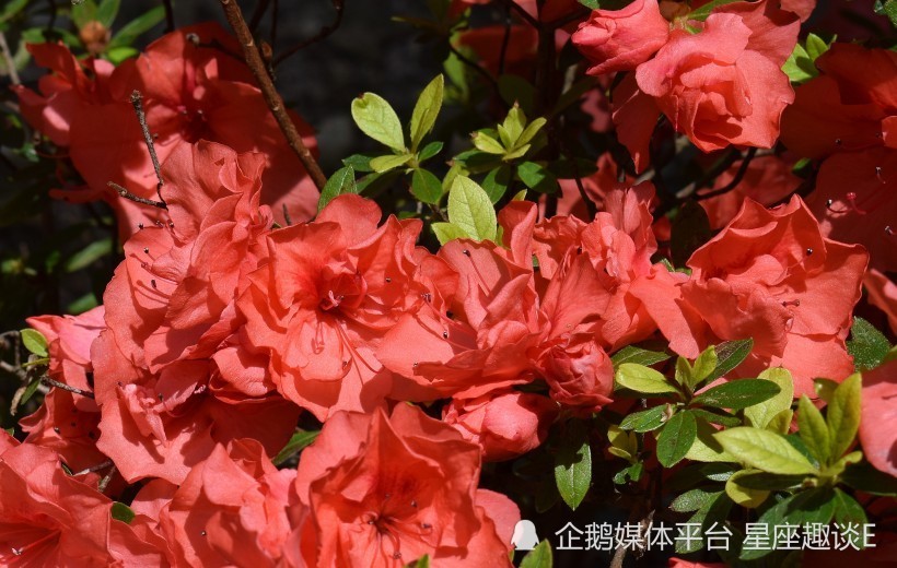 6月5日 11日星座运势 贵人引路 攻无不克的四大星座 腾讯新闻