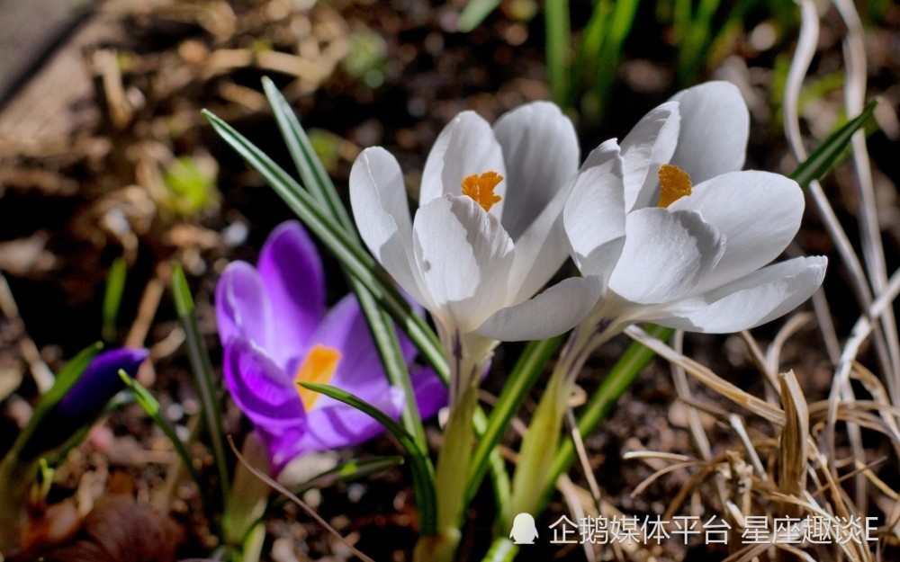 6月5日 11日爱情运势 桃花蔓延 兑现幸福的四大星座 腾讯新闻