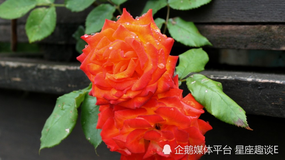 6月5日 11日爱情运势 桃花蔓延 兑现幸福的四大星座 腾讯新闻