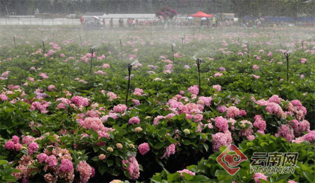 云南宜良花卉种植基地图片