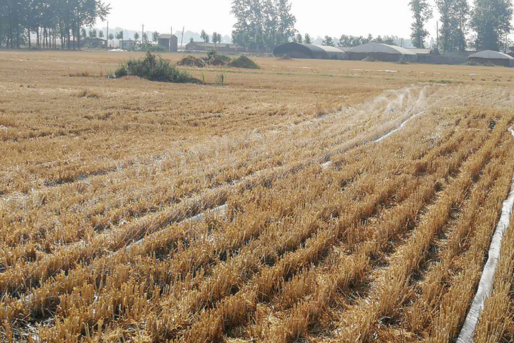 小麦收完种玉米土壤干旱时先浇水还是先播种农户们别做错了