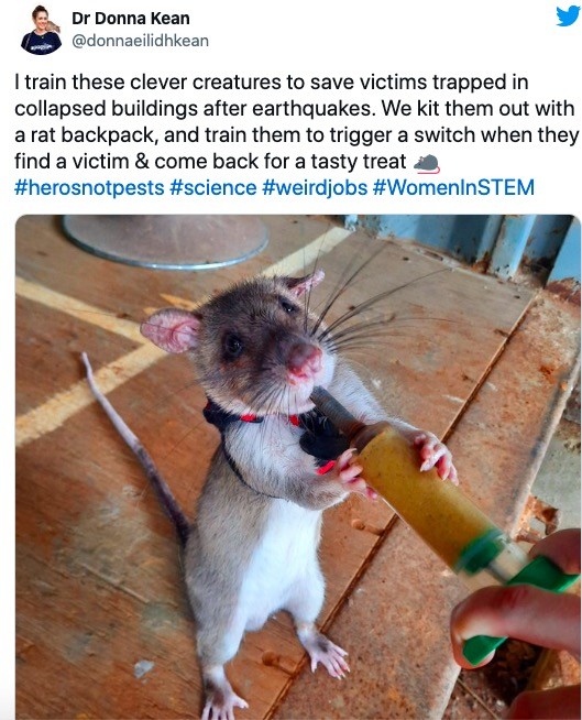 训练老鼠从地震废墟中寻找幸存者这个英国妹子的救援鼠计划棒