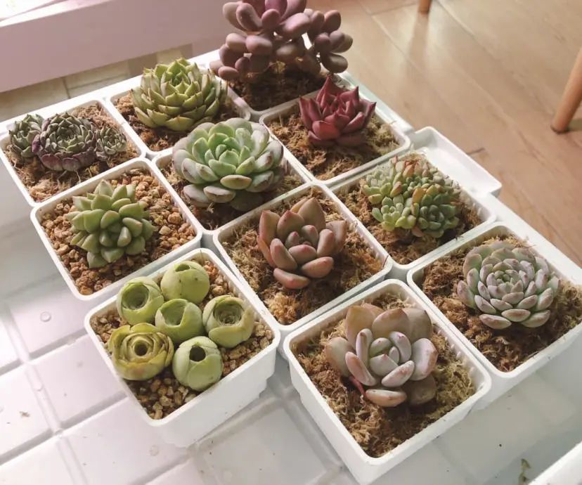 养多肉 确实有难度 稍不注意就烂根 不妨试试用水苔养 腾讯新闻