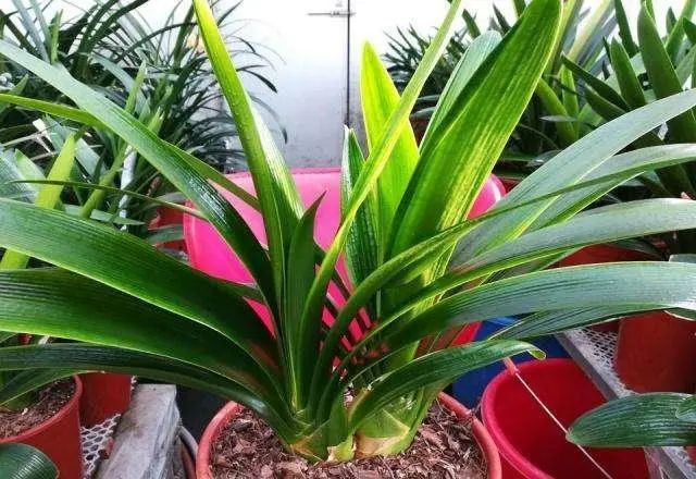 养花肥料五花八门 如何选 3种 必备 2种 可选 足矣 腾讯新闻