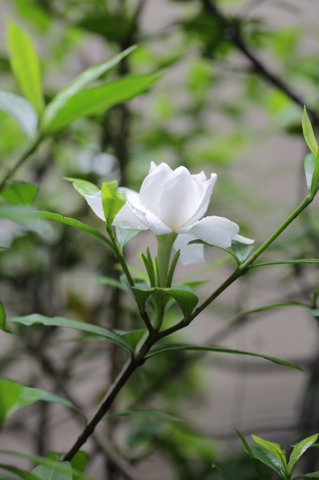 自然散步|初夏,梔子花與雨更相配