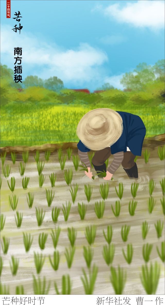 (图表·插画)【二十四节气·芒种】芒种好时节——南方插秧