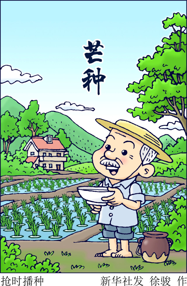 图表漫画二十四节气芒种芒种抢时播种