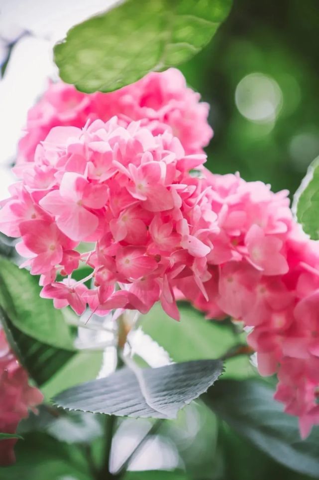 仲夏绣球花正当季,新一波美图来了|公园特色植物区