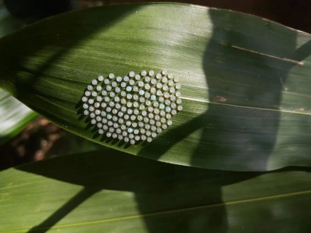 在这里,蝴蝶经历从卵,到幼虫,再到蛹,最后成虫的"美丽蜕变的一生".