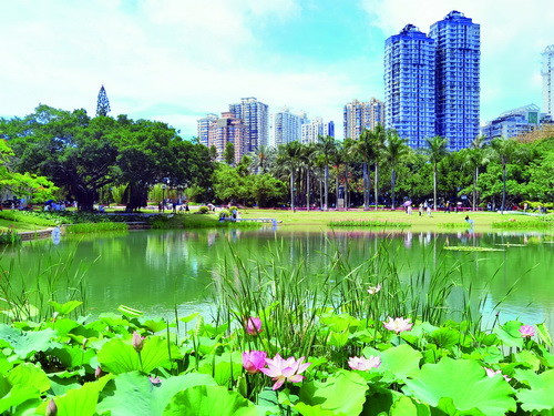 中山公園荷花漸次開放.