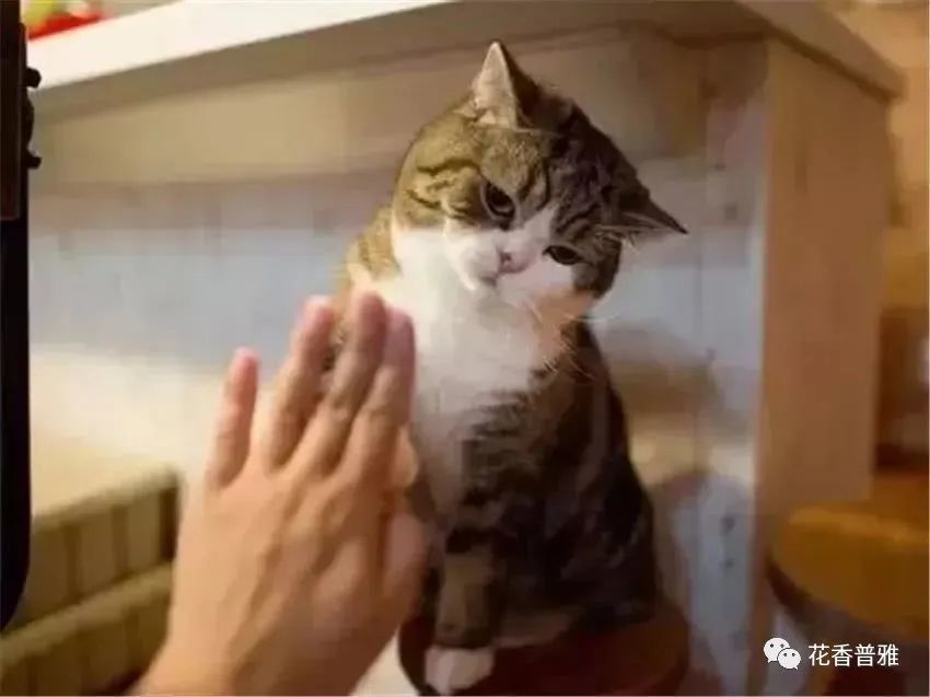 训练猫咪握手打招呼有诀窍 腾讯新闻