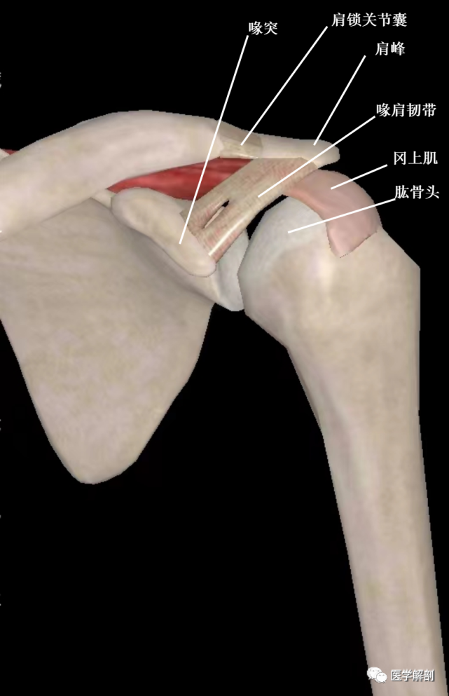 由肩峰,喙突,喙肩韌帶和肩鎖關節構成喙肩弓的大體解剖喙肩弓coraco