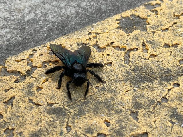 云南现罕见野生蜂种全身漆黑形似苍蝇