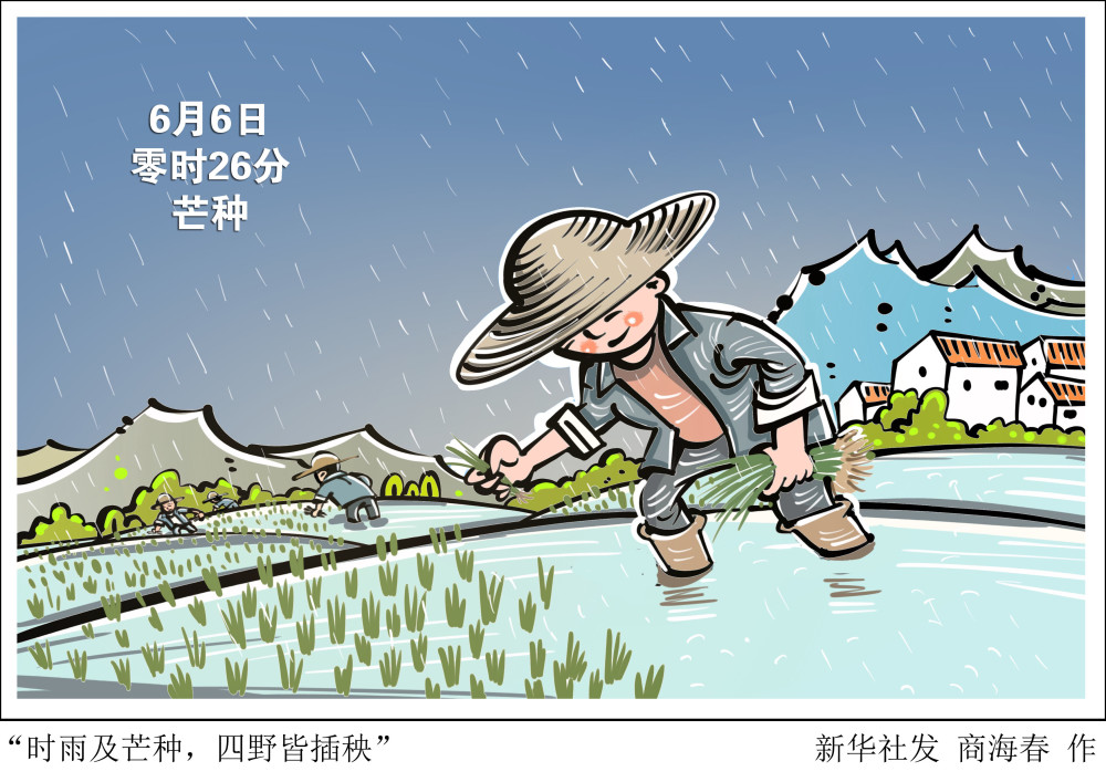 图表漫画二十四节气芒种时雨及芒种四野皆插秧