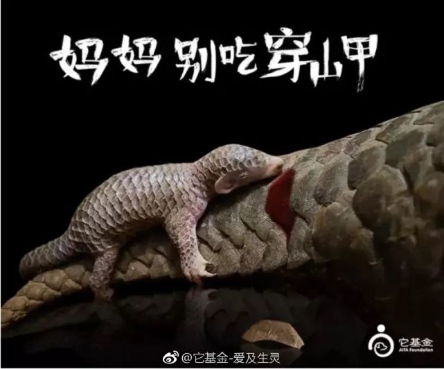 世界环境日,"升级"两年的穿山甲怎么样了?