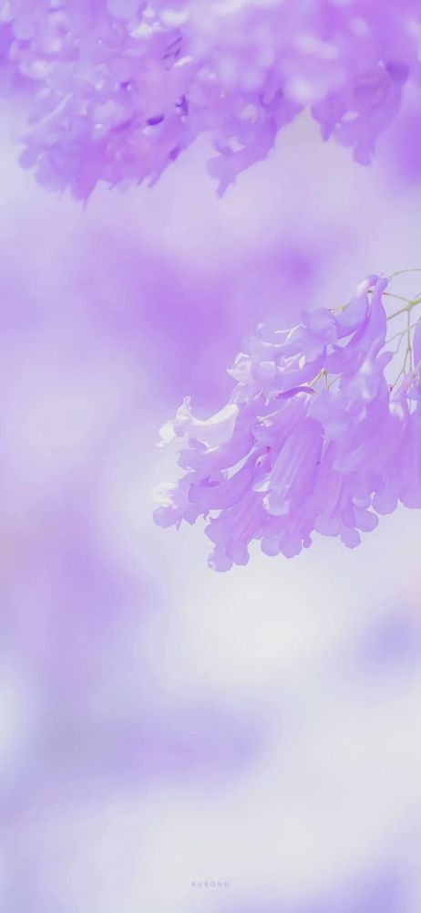 壁纸 浪漫紫色系蓝楹花合集 腾讯新闻
