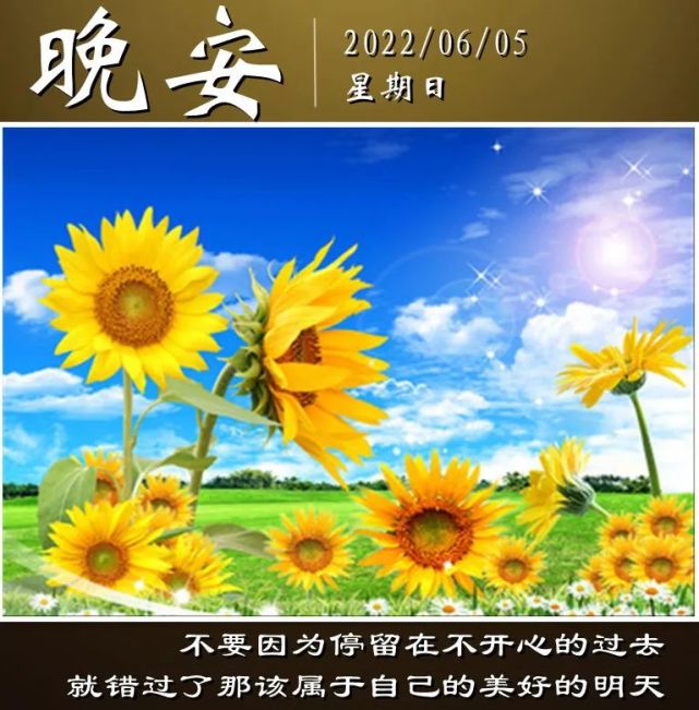 晚安做一棵不惧风雨的向日葵