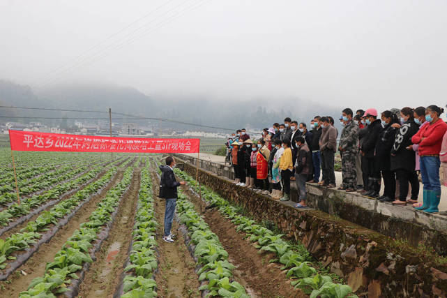 龙陵县平达乡:黄金叶上谱写民族团结新篇章