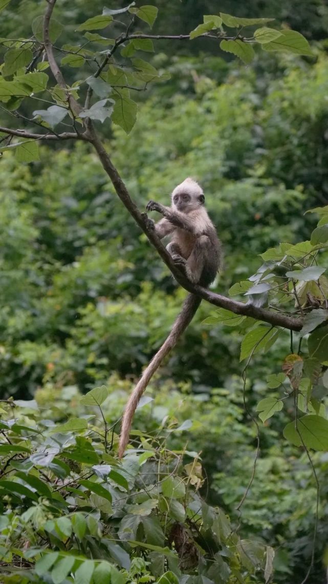 崇左白头叶猴"云上"再圈粉,一起来看崖壁上的精灵!