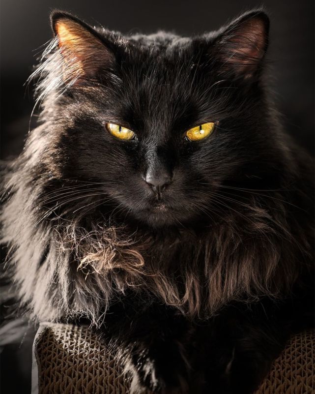 美国职业猫咪摄影师每天帮喵拍写真边赚钱边撸猫太羡慕啦