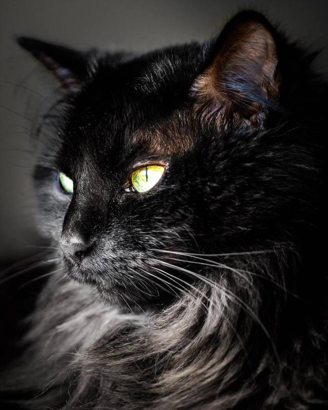 美国职业猫咪摄影师每天帮喵拍写真边赚钱边撸猫太羡慕啦