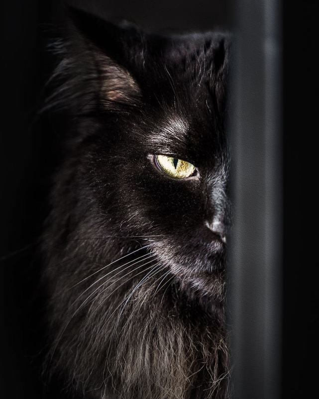 一到专业镜头下,瞬间霸气侧漏.