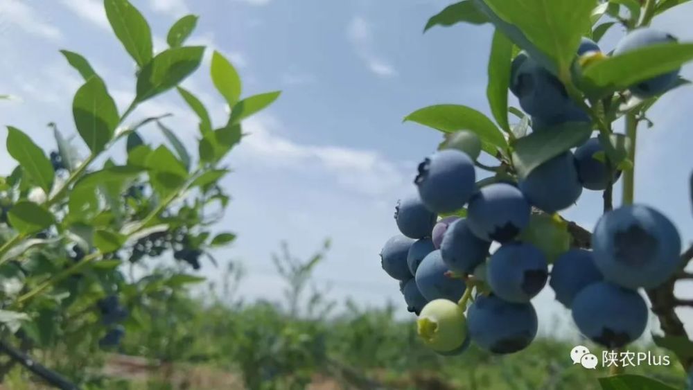 一品蓝莓为啥吃着甜蜜蜜_腾讯新闻
