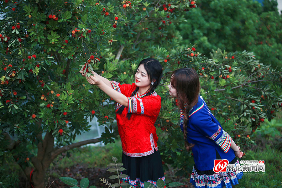 靖州飞山景区杨梅园,举起"长枪短炮"记录美丽的梅山风光和杨梅姑娘的