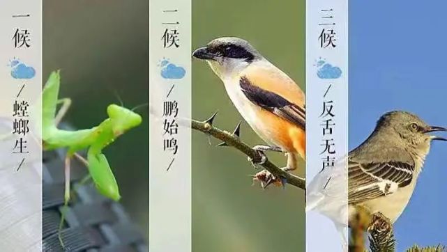 三侯:反舌無聲百勞鳥鳴叫.