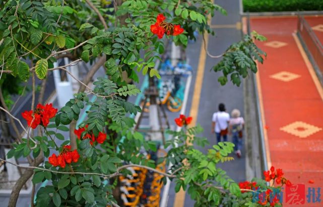 厦门街头"红"了!凤凰花即将迎来盛花期,打卡地图