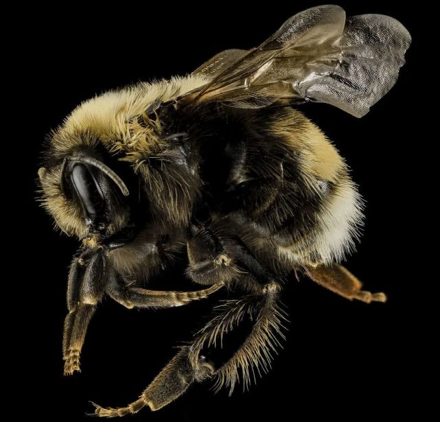 不是洋葱新闻,熊蜂在加州真的成为了鱼类!