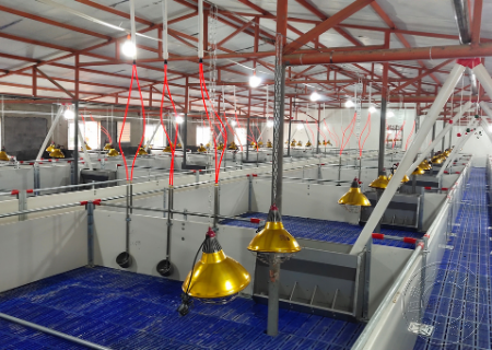 猪场饮水安全有哪些重要性?