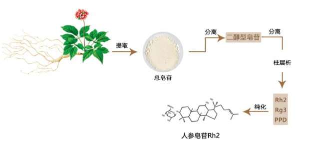 人參皂苷是是從五加科植物(人參,西洋參,三七)中提取出來的抗癌活性