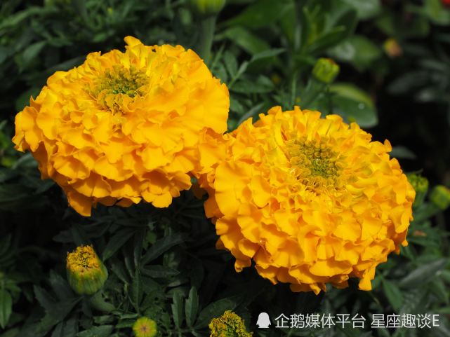 6月7日 13日爱情运势 情定三生 相亲相爱的四大星座 爱情运势 星座运势 天秤座 双子座 双鱼座 狮子座