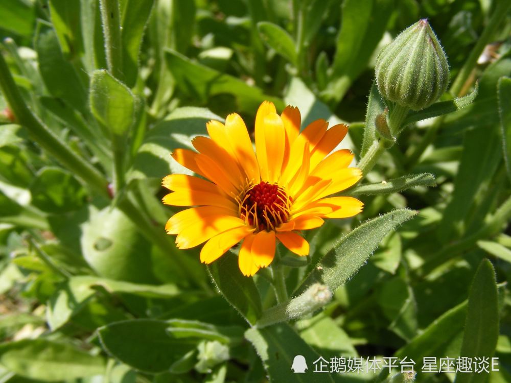 6月7日 13日星座运势 寄予厚望 称心如意的四大星座 腾讯新闻